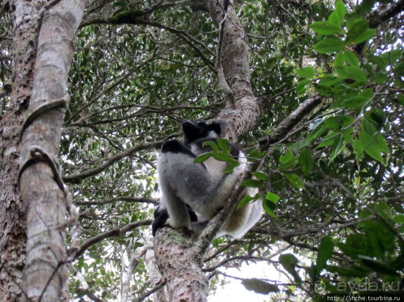 Знакомьтесь: индри — крупнейшие ныне живущие лемуры