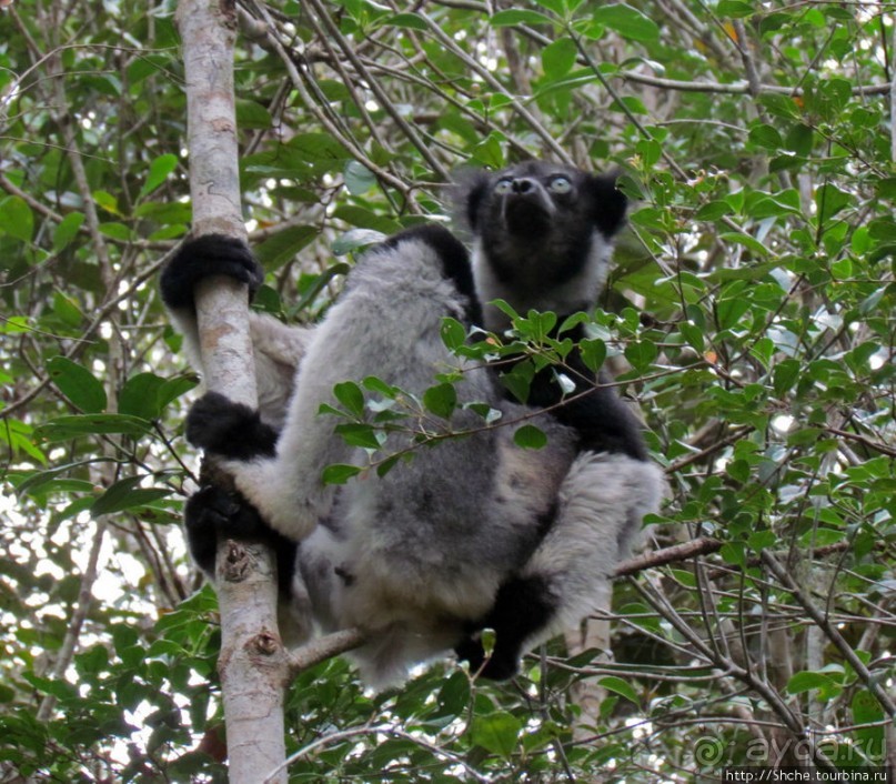 Знакомьтесь: индри — крупнейшие ныне живущие лемуры