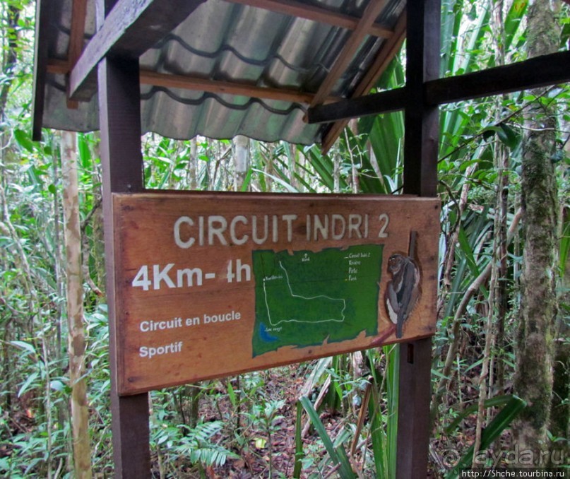 Знакомьтесь: индри — крупнейшие ныне живущие лемуры