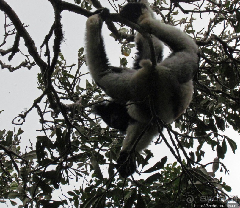 Знакомьтесь: индри — крупнейшие ныне живущие лемуры