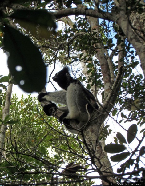 Знакомьтесь: индри — крупнейшие ныне живущие лемуры