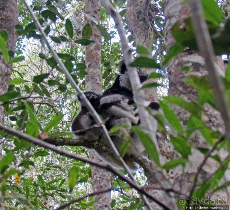 Знакомьтесь: индри — крупнейшие ныне живущие лемуры