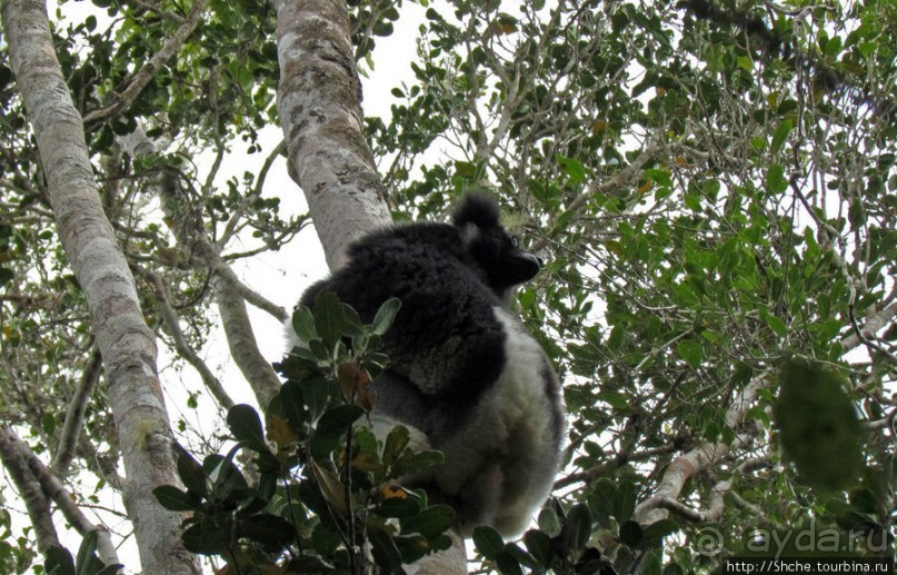 Знакомьтесь: индри — крупнейшие ныне живущие лемуры