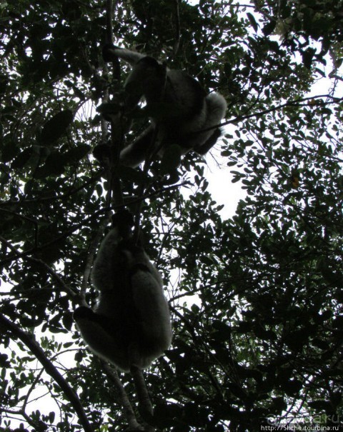 Знакомьтесь: индри — крупнейшие ныне живущие лемуры