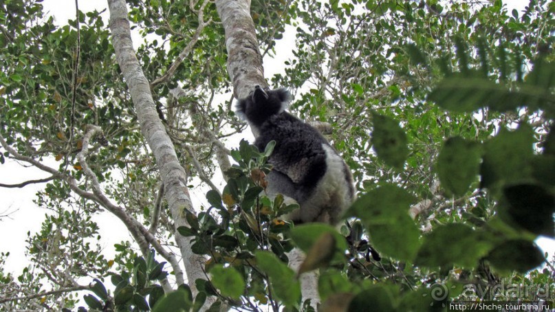 Знакомьтесь: индри — крупнейшие ныне живущие лемуры