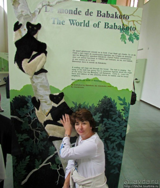 Знакомьтесь: индри — крупнейшие ныне живущие лемуры