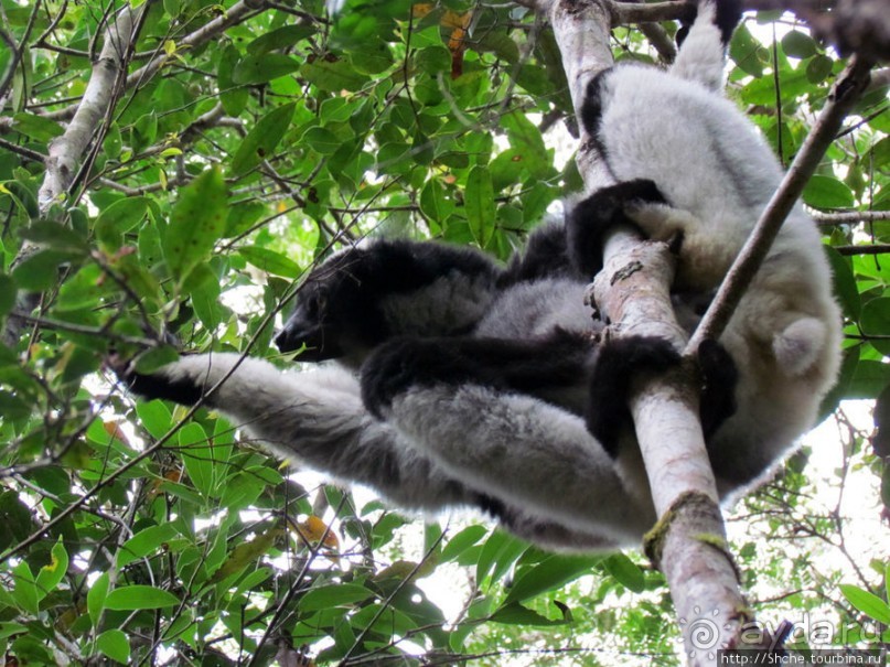 Знакомьтесь: индри — крупнейшие ныне живущие лемуры