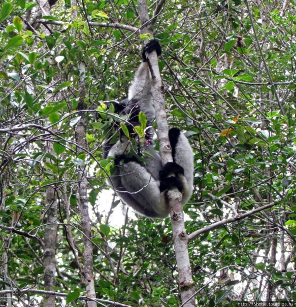 Знакомьтесь: индри — крупнейшие ныне живущие лемуры