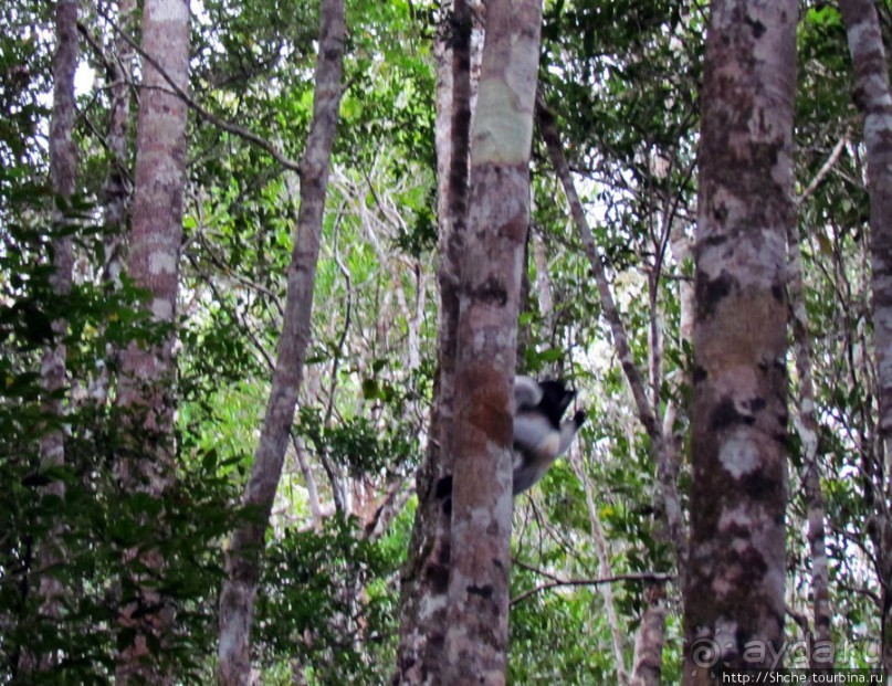 Знакомьтесь: индри — крупнейшие ныне живущие лемуры