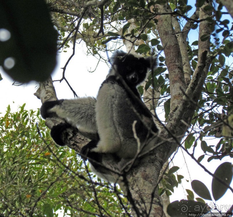Знакомьтесь: индри — крупнейшие ныне живущие лемуры