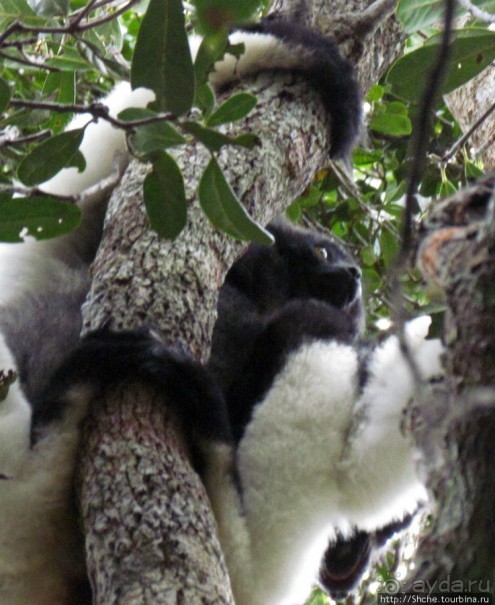 Знакомьтесь: индри — крупнейшие ныне живущие лемуры