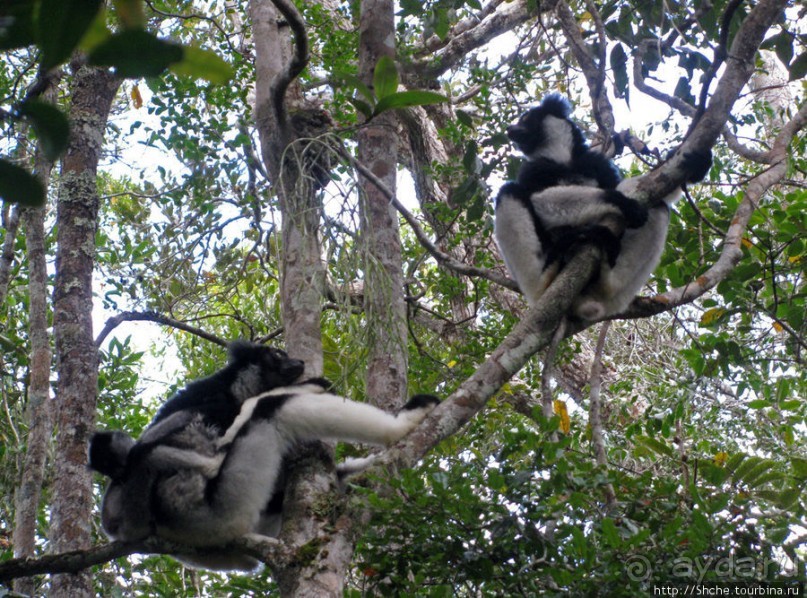 Знакомьтесь: индри — крупнейшие ныне живущие лемуры