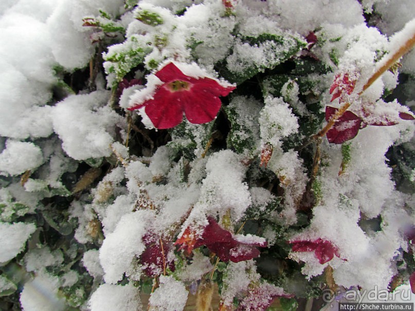 Тронхейм. Зимние зарисовки исторического центра