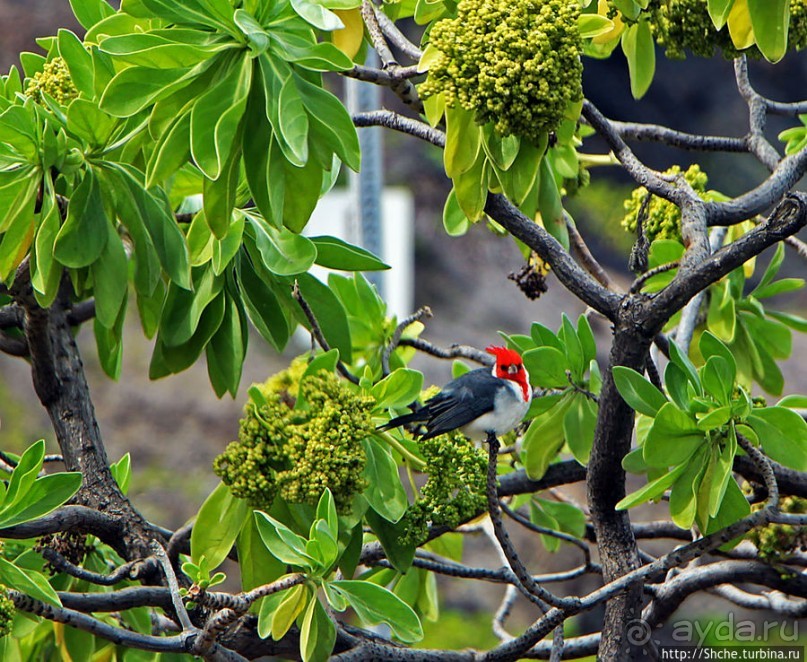 Каменистый скалистый ЮБО — южный берег Оаху