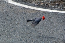 Каменистый скалистый ЮБО — южный берег Оаху