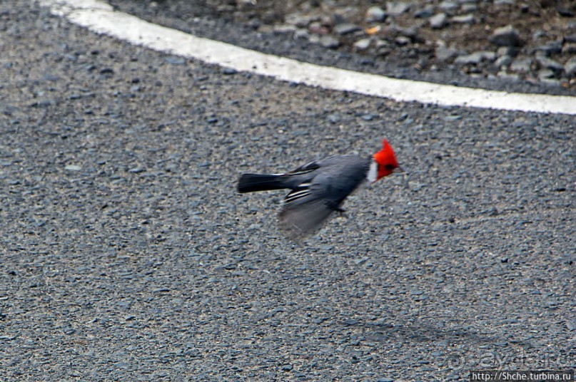 Каменистый скалистый ЮБО — южный берег Оаху