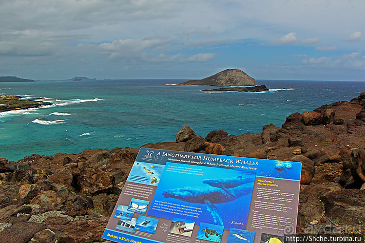 Каменистый скалистый ЮБО — южный берег Оаху
