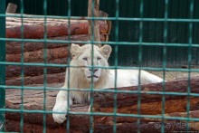 Восторг детей на радость взрослых