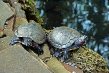 Восторг детей на радость взрослых