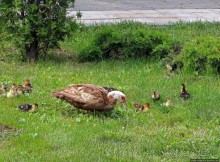 Восторг детей на радость взрослых