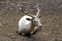 Восторг детей на радость взрослых