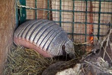 Восторг детей на радость взрослых