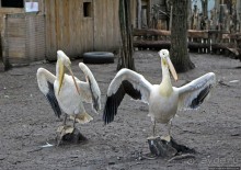 Восторг детей на радость взрослых