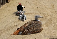 Восторг детей на радость взрослых