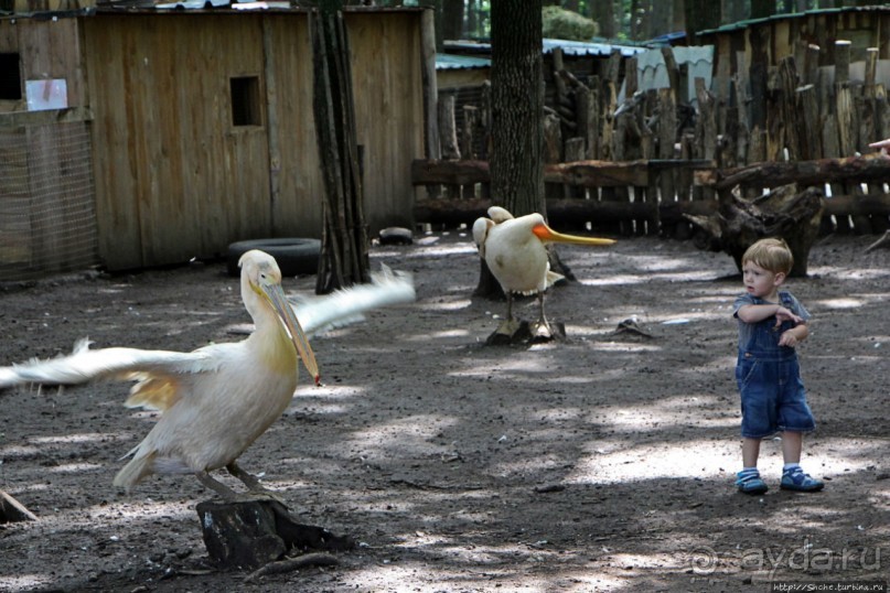 Восторг детей на радость взрослых