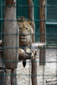 Восторг детей на радость взрослых