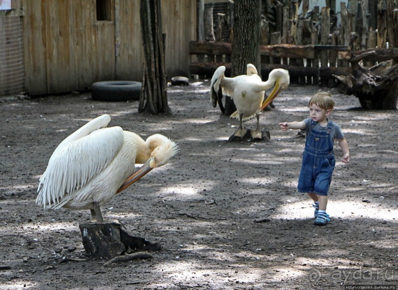 Восторг детей на радость взрослых