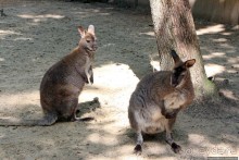 Восторг детей на радость взрослых