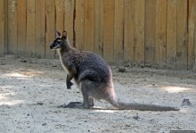 Восторг детей на радость взрослых