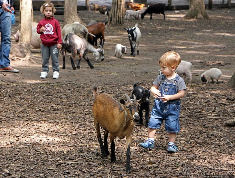 Восторг детей на радость взрослых