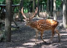 Восторг детей на радость взрослых