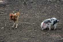 Восторг детей на радость взрослых