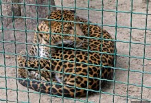 Восторг детей на радость взрослых