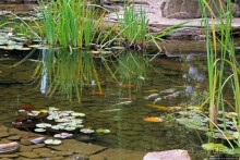 Восторг детей на радость взрослых