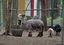 Восторг детей на радость взрослых