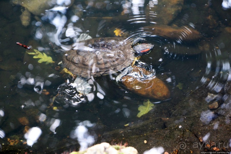 Восторг детей на радость взрослых