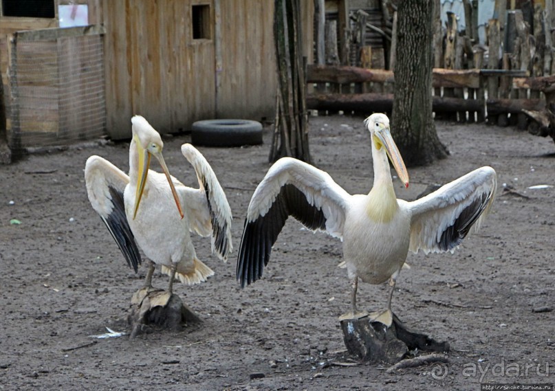 Восторг детей на радость взрослых