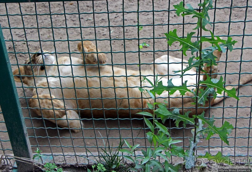 Восторг детей на радость взрослых