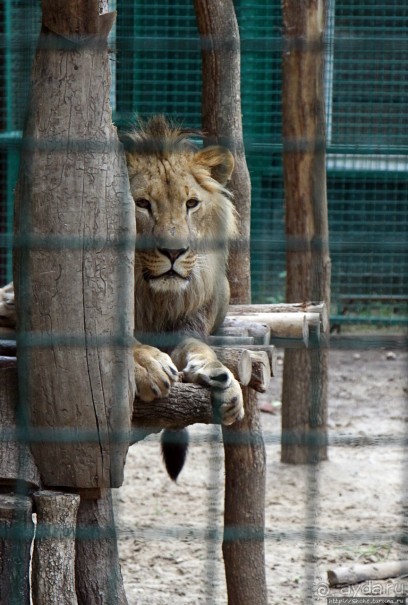 Восторг детей на радость взрослых