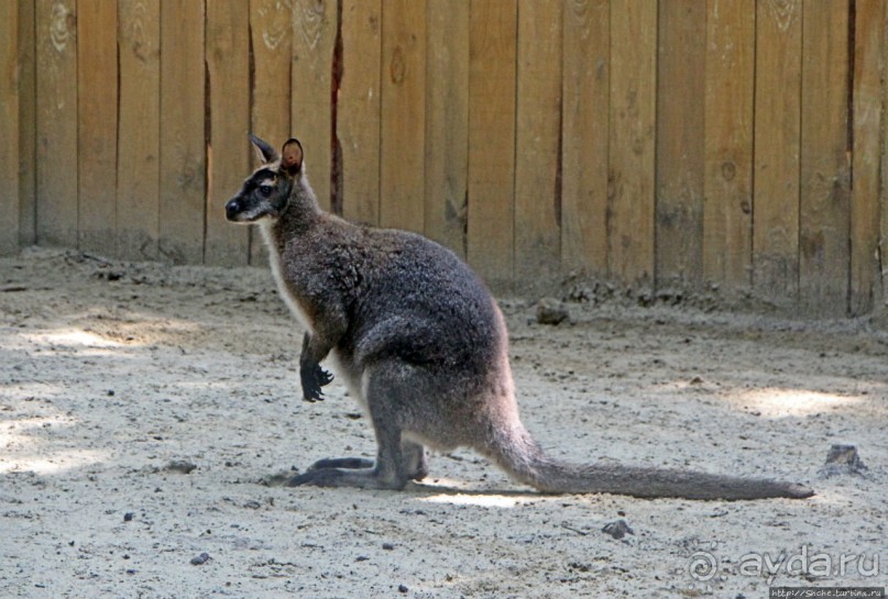Восторг детей на радость взрослых