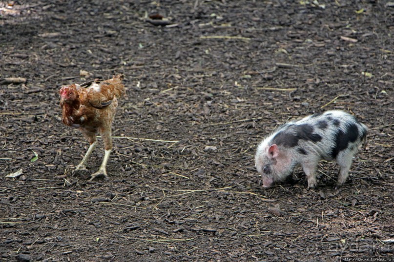 Восторг детей на радость взрослых