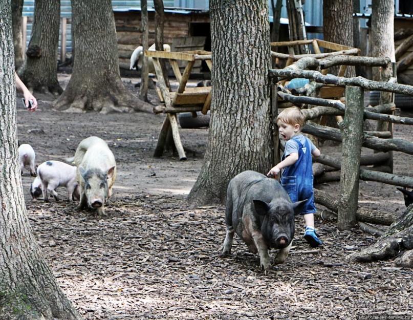 Восторг детей на радость взрослых