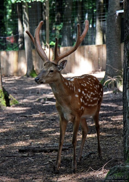 Восторг детей на радость взрослых