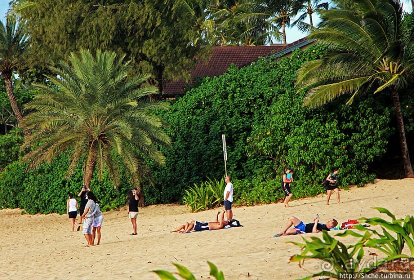 Бьют волны, а мне прикольно... Северное побережье Оаху