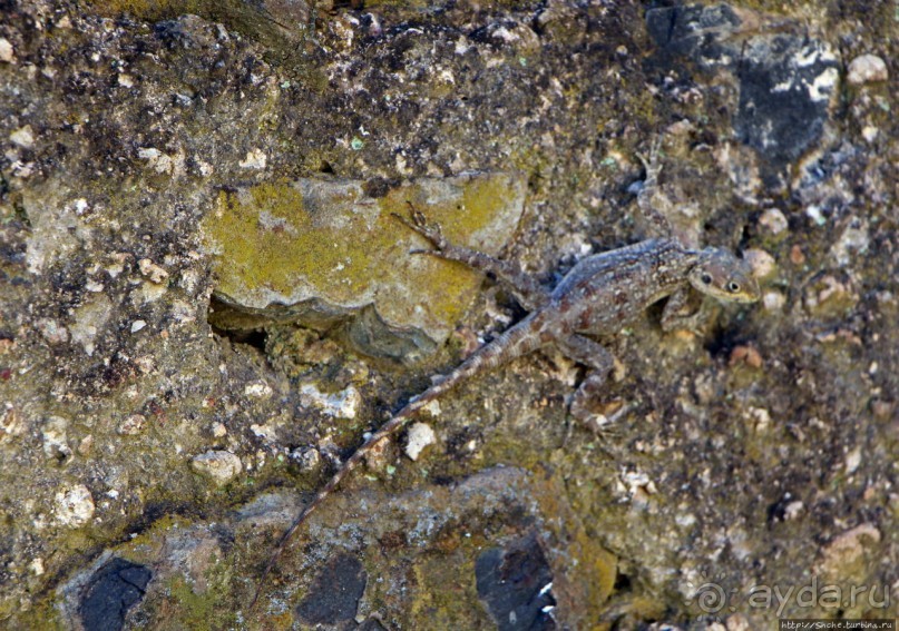 Фасил-Гебби — крепость города Гондэр (объект ЮНЕСКО №19)