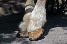 Немого Баварии в просторах Мичигана